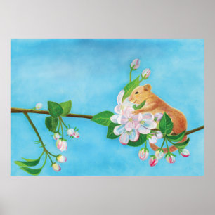 Common Dormouse on blooming branch of apple tree Poster