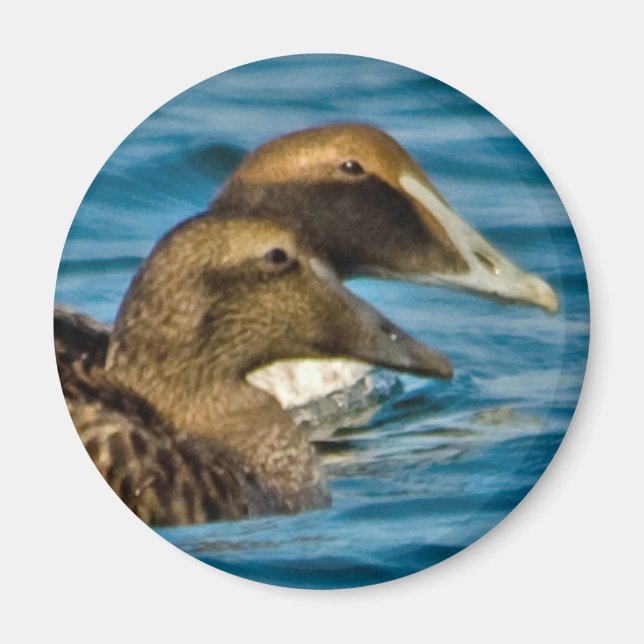 Common Eider Magnet (Front)