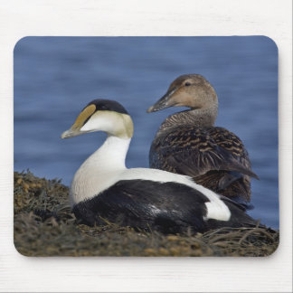 Common Eiders Mousepad