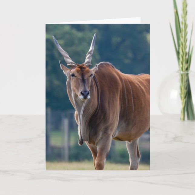 Common Eland Antelope Card (Front)