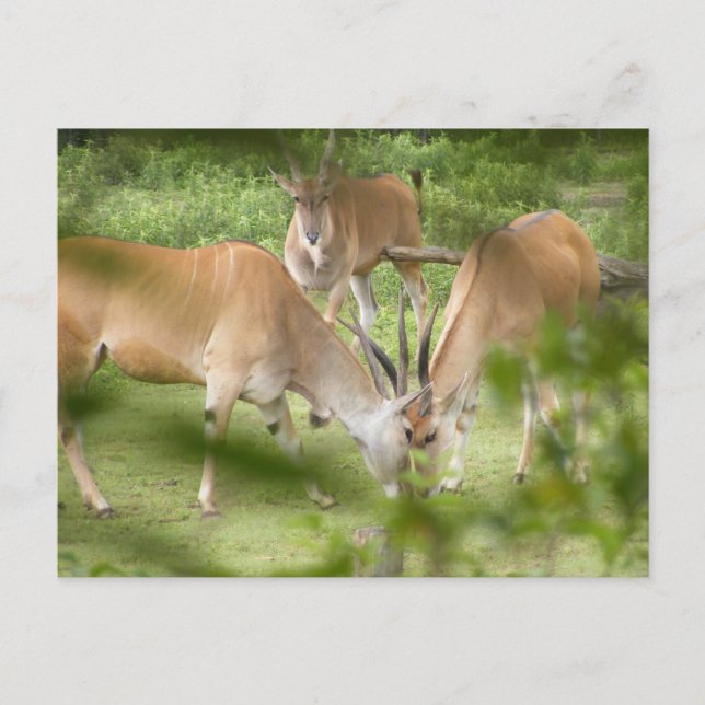 Common Eland Postcard (Front)