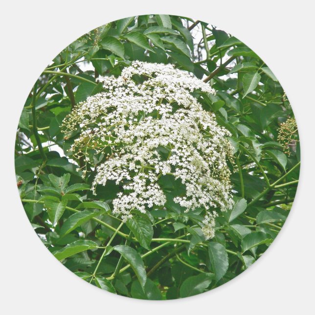 Common Elderberry Coordinating Items Classic Round Sticker (Front)