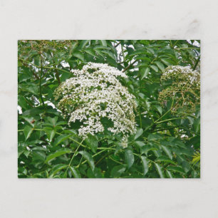Common Elderberry Coordinating Items Postcard