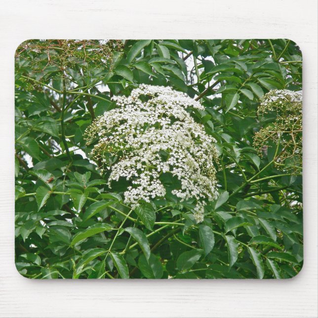 Common Elderberry (Sambucus canadensis)  Mousepad (Front)