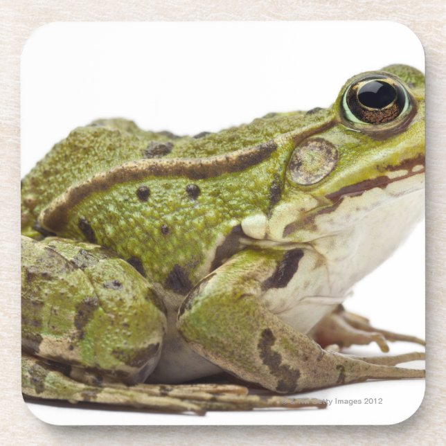 Common European frog or Edible Frog Coaster (Front)