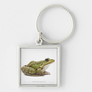 Common European frog or Edible Frog Key Ring