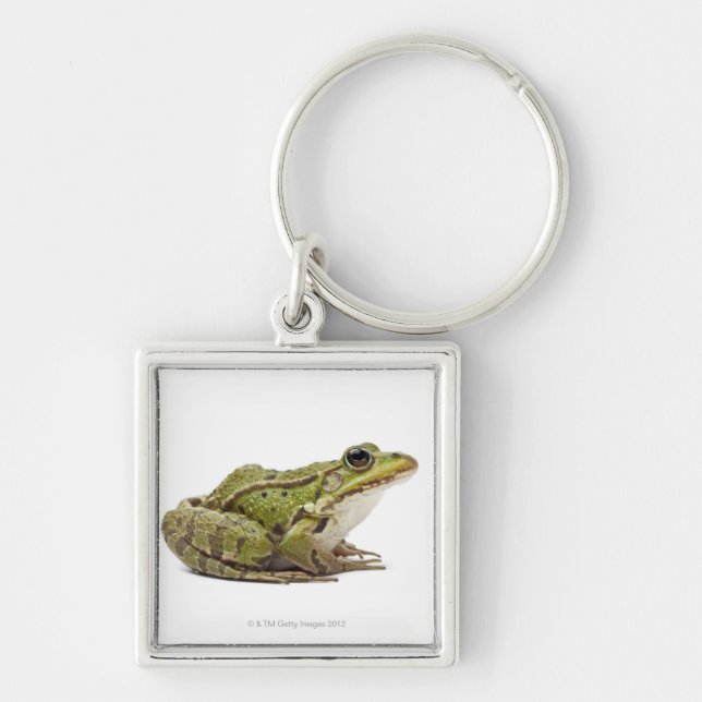 Common European frog or Edible Frog Key Ring (Front)