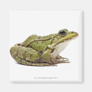 Common European frog or Edible Frog Magnet