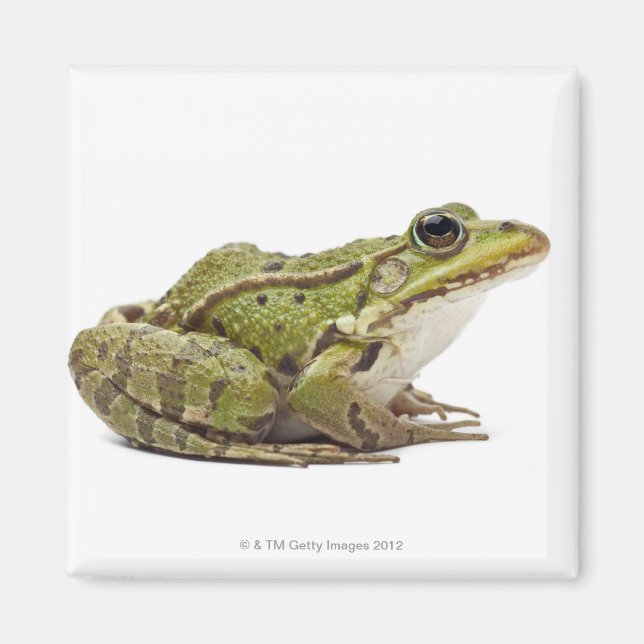 Common European frog or Edible Frog Magnet (Front)