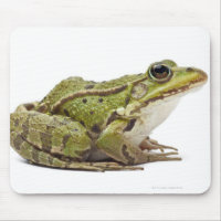 Common European frog or Edible Frog