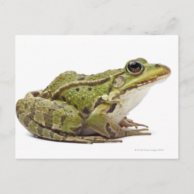 Common European frog or Edible Frog Postcard (Front)