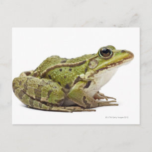 Common European frog or Edible Frog Postcard
