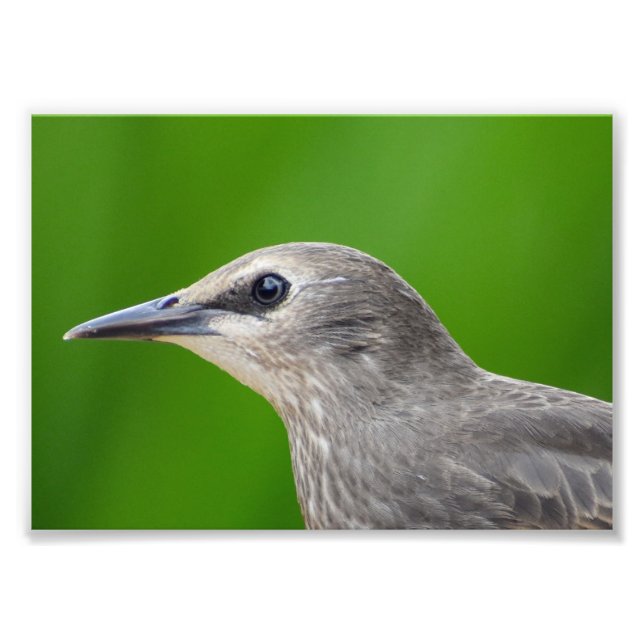 Common/European Starling  Photo Print (Front)
