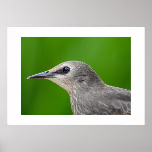 Common/European Starling  Poster