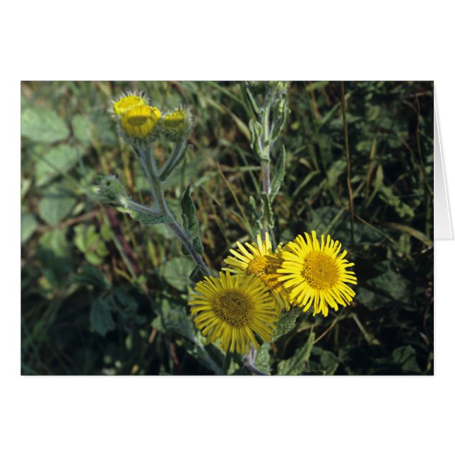 Common Fleabane (Front Horizontal)