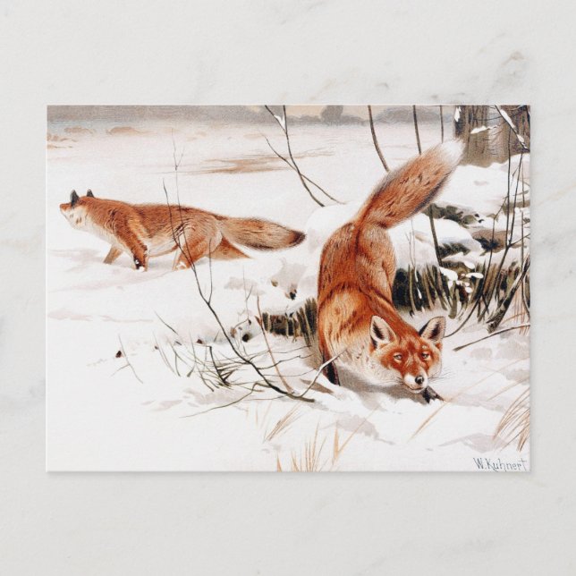 Common Foxes in the Snow, popular artwork, Postcard (Front)