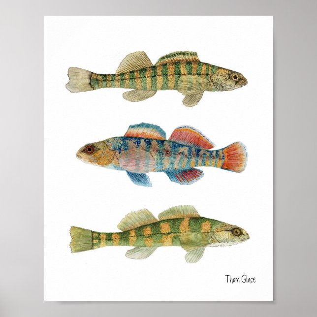 Common Freshwater Darters Poster (Front)