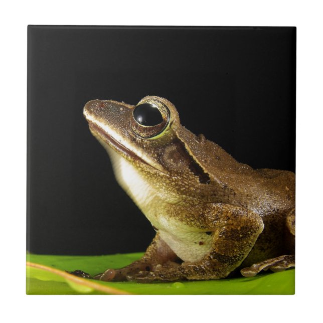 Common Frog on a Leaf Ceramic Tile (Front)