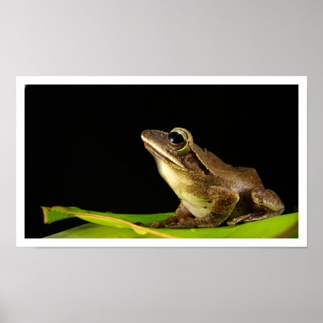 Common Frog on Leaf Poster (Front)