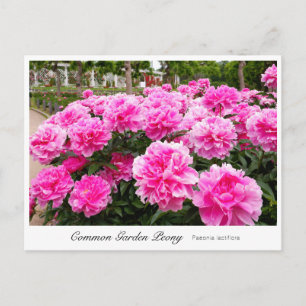 Common Garden Peony Postcard