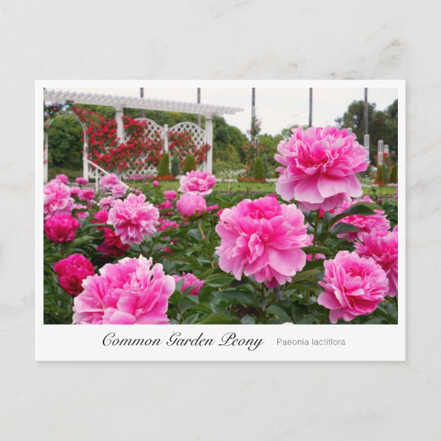 Common Garden Peony Postcard (Front)