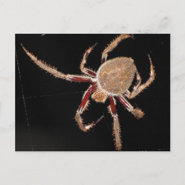 Common Garden Spider Postcard (Front)