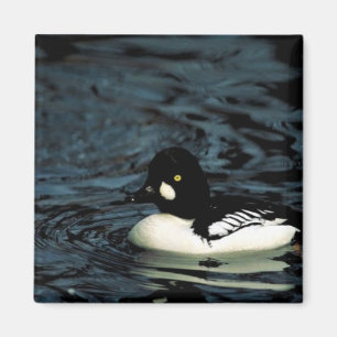 Common goldeneye magnet