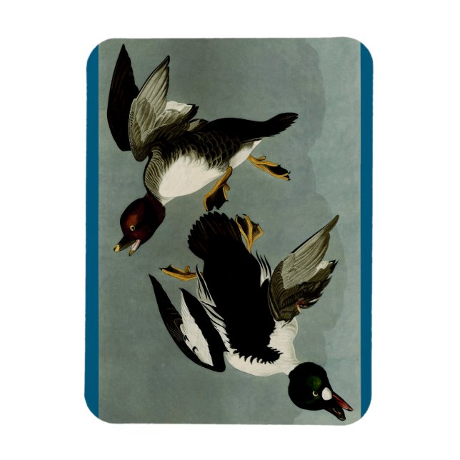Common goldeneye sea duck  magnet (Vertical)