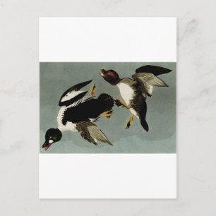 Common goldeneye sea duck  postcard