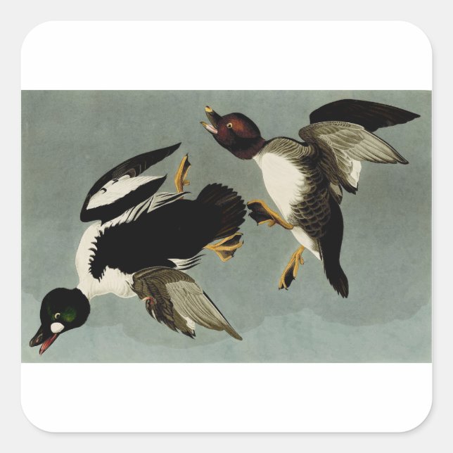 Common goldeneye sea duck  square sticker (Front)