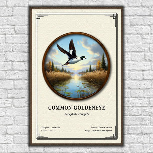 Common Goldeneye Zoology Series Poster