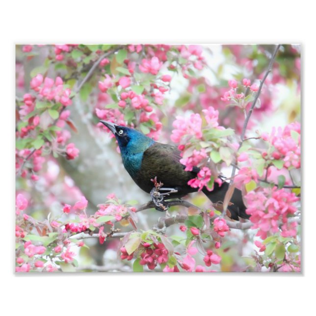 Common Grackle Bird In Midwest Crab Apple Tree Photo Print (Front)