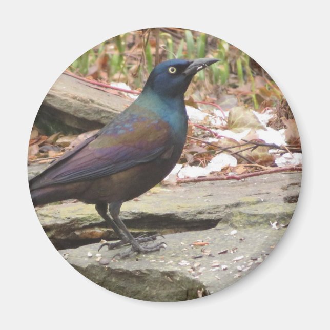 Common Grackle magnet (Front)