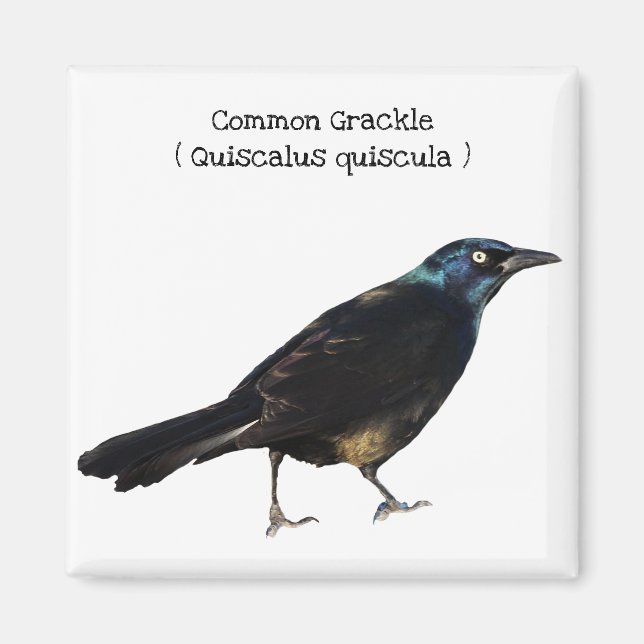 Common Grackle Magnet (Front)