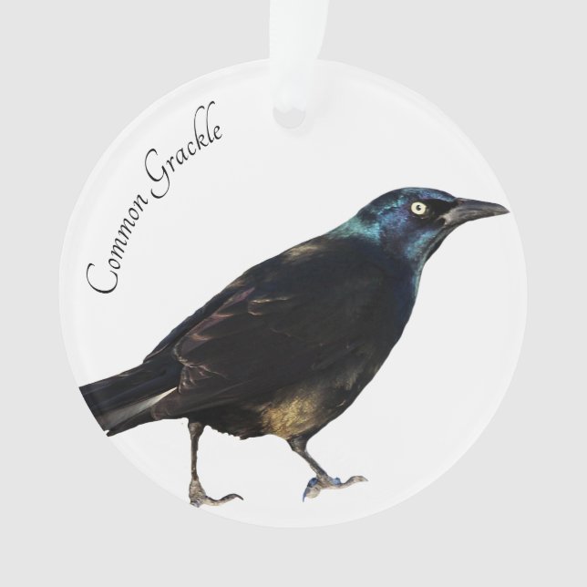 Common Grackle Ornament (Front)