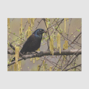 Common Grackle Spring Blossoms Catkins Tissue Paper