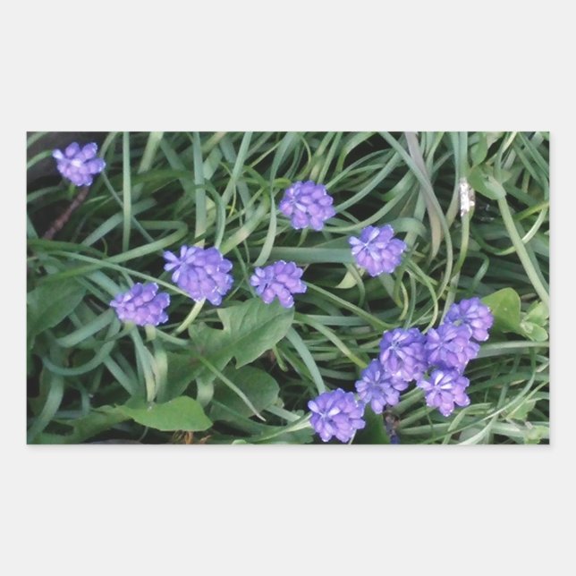 common grape hyacinth,  blue purple flower,floral rectangular sticker (Front)