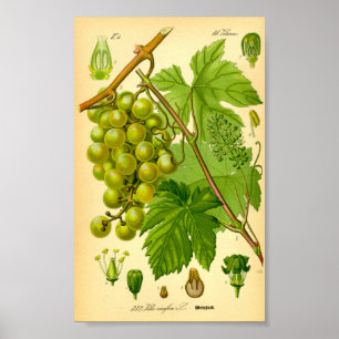 Common Grape Vine (Vitis vinifera) Poster