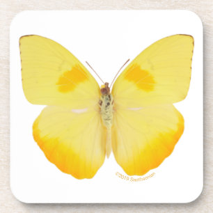 Common Grass Yellow Butterfly Coaster