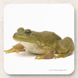 Common Green Frog Coaster