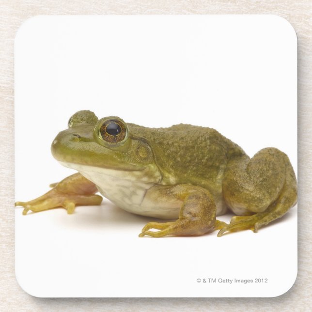 Common Green Frog Coaster (Front)