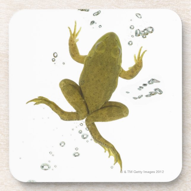 common green frog coaster (Front)