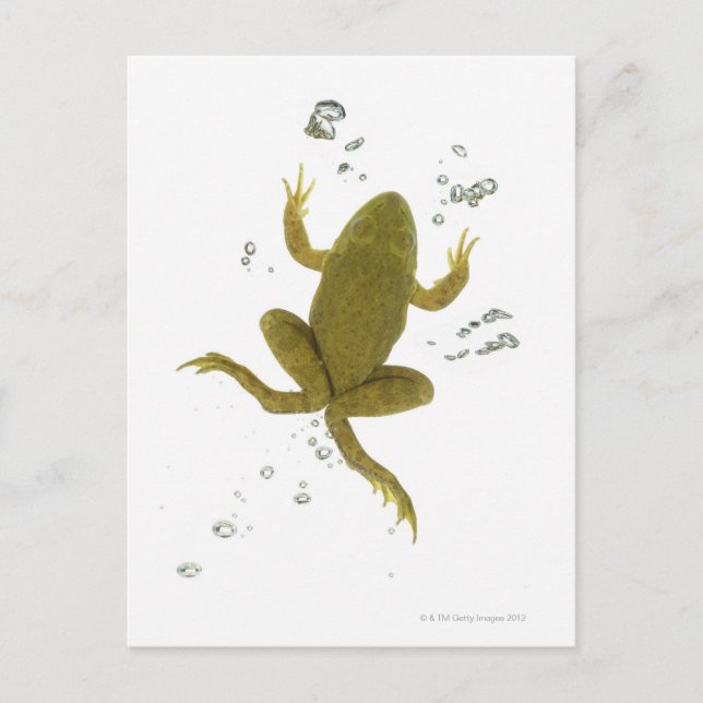 common green frog postcard (Front)