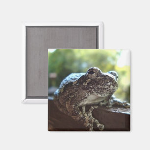 Common Grey Tree Frog Resting on a Wall Magnet