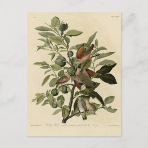 Common Ground-Dove from Audubon's Birds of America Postcard