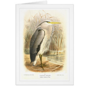 Common Heron