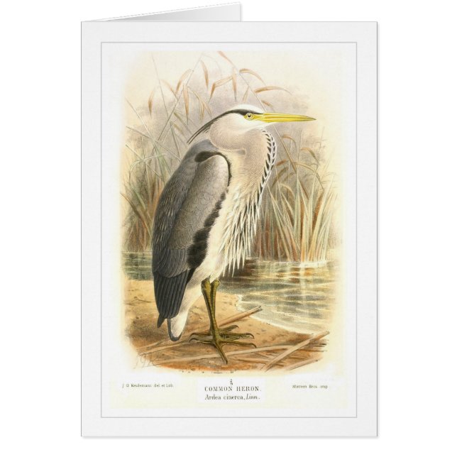 Common Heron (Front)