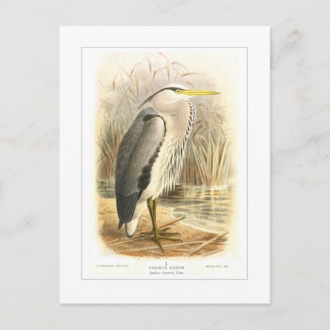 Common Heron Postcard (Front)