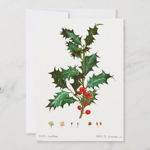 Common Holly Christmas  Invitation