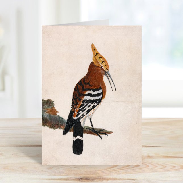 Common Hoopoe | William Lewin Card (Creator Uploaded)